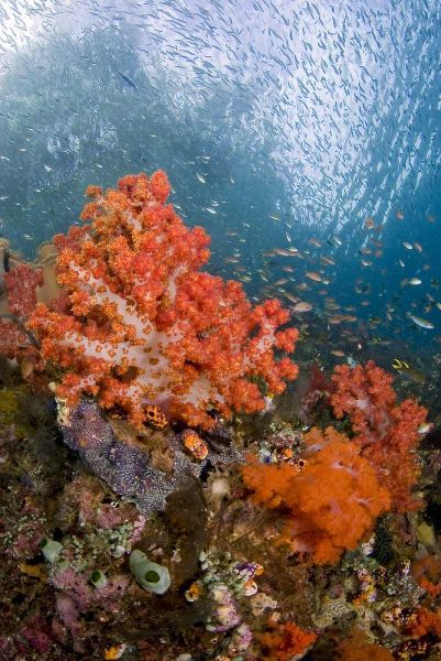 Fish swims by coral, Triton Bay, Papua, Indonesia